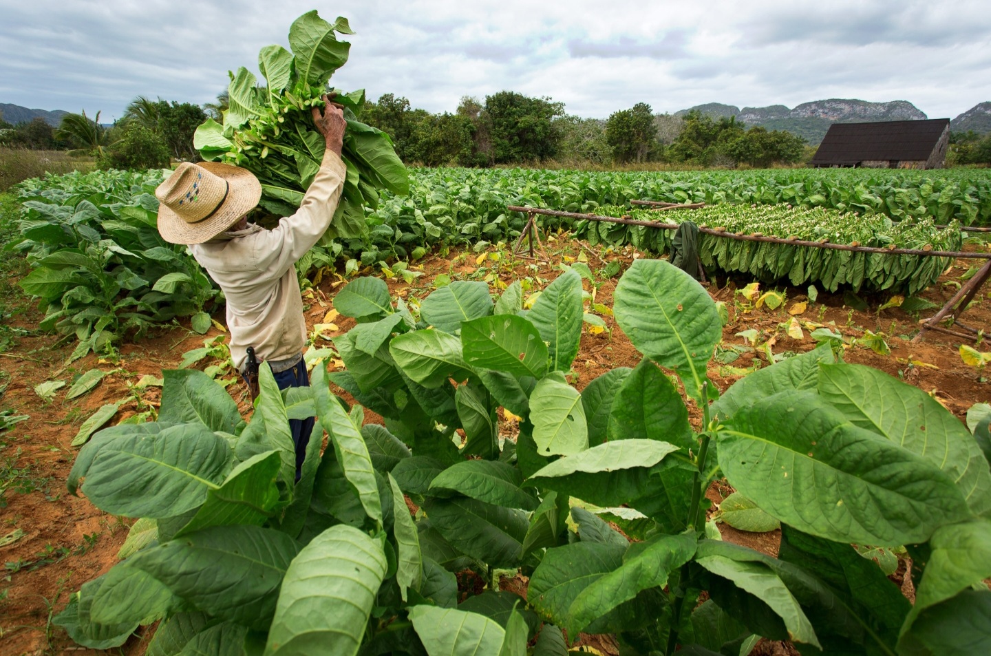 Agricultural field